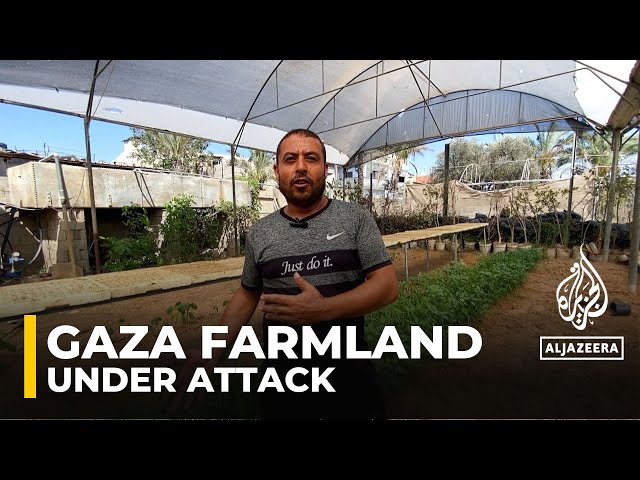 Israel's Gaza attacks devastate farmland and food sources, but farmers fight to revive agricult