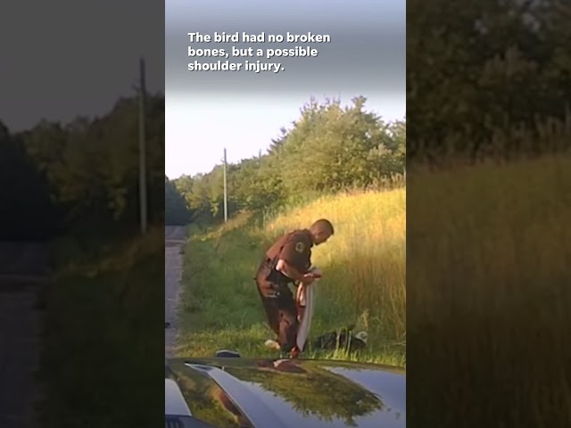 ⁣Watch: Brave deputies rescue injured bald eagle #shorts