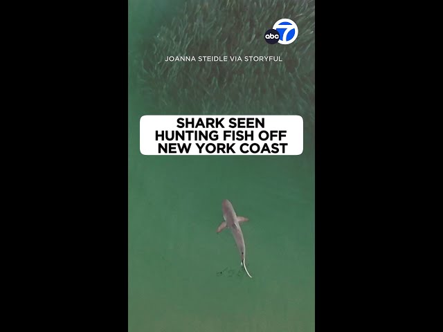 ⁣Shark seen hunting among school of fish off New York coast