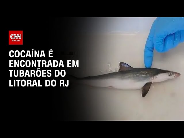 ⁣Cocaína é encontrada em tubarões do litoral do RJ | CNN PRIME TIME