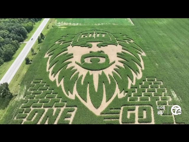 ⁣'It’s phenomenal': Massive Detroit Lions corn maze created on Webberville farm