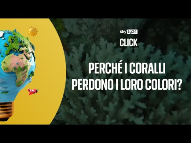 ⁣Perchè i coralli diventano bianchi?