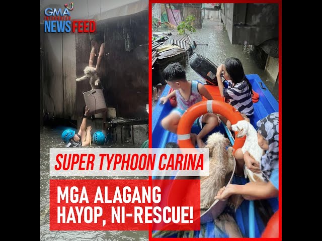 ⁣Super Typhoon Carina — Mga alagang hayop, ni-rescue! | GMA Integrated Newsfeed