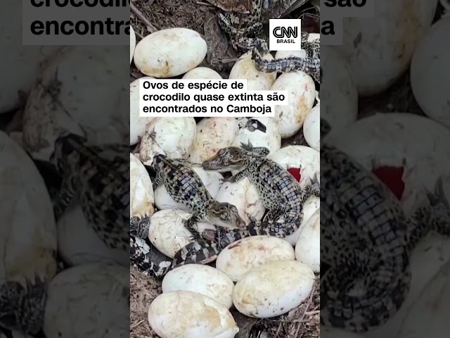 ⁣Ovos de espécie de crocodilo quase extinta são encontrados no Camboja