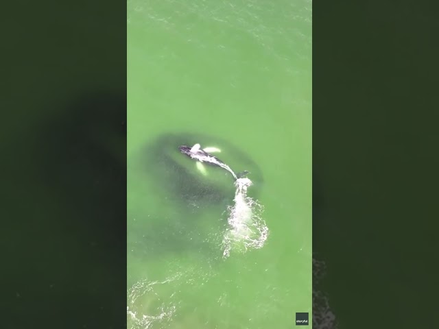 ⁣Drone video shows whale's feast on huge school of fish #Shorts