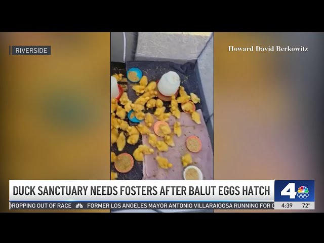 ⁣Duck sanctuary needs fosters after balut eggs hatch