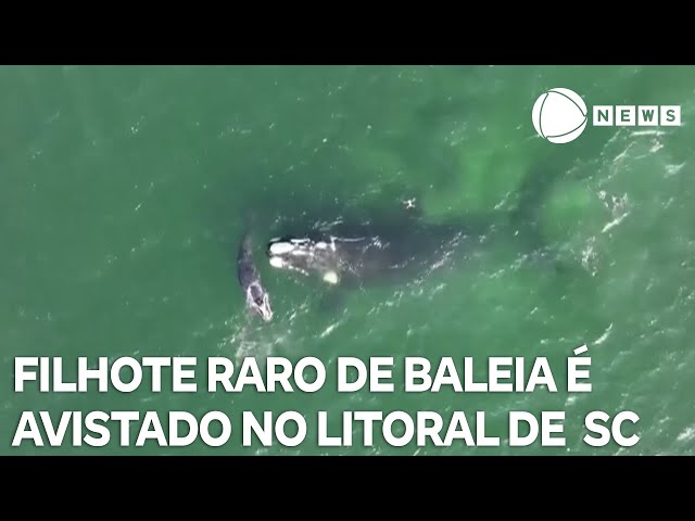 Filhote raro de baleia é avistado em Santa Catarina