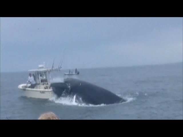 Survivors speak of shock after whale capsizes fishing boat off New Hampshire coast | ITV News