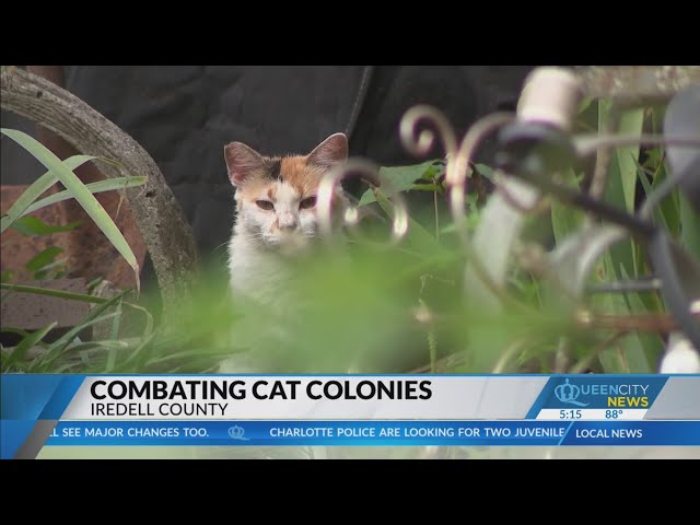 ⁣Non-profits address Iredell County ‘cat colonies’