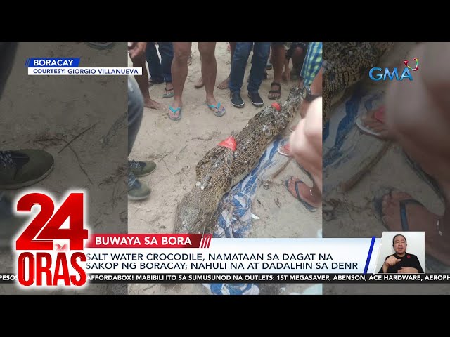 ⁣Salt water crocodile, namataan sa dagat na sakop ng Boracay; nahuli na at dadalhin sa DENR | 24 Oras