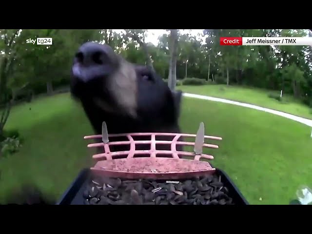 ⁣Usa, Orso ruba mangiatoia per uccelli e telecamera