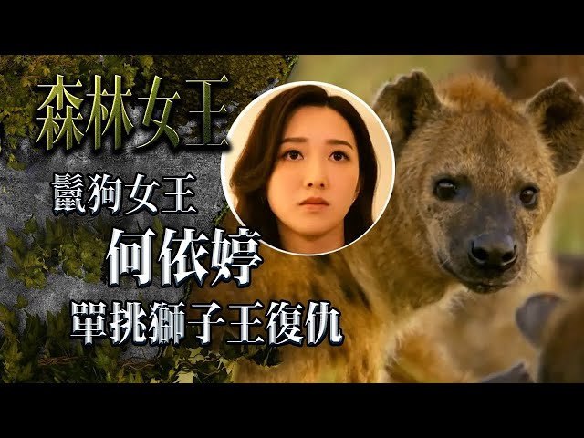 ⁣森林女王｜鬛狗何依婷壯大女王之位 向獅子王復仇 (繁／簡字幕)｜第九集精華｜《新聞女王》演員馬國明、譚俊彥、高海寧、何依婷、王敏奕、陳曉華廣東話粵語配音｜Serengeti 野生動物紀錄片｜TVB