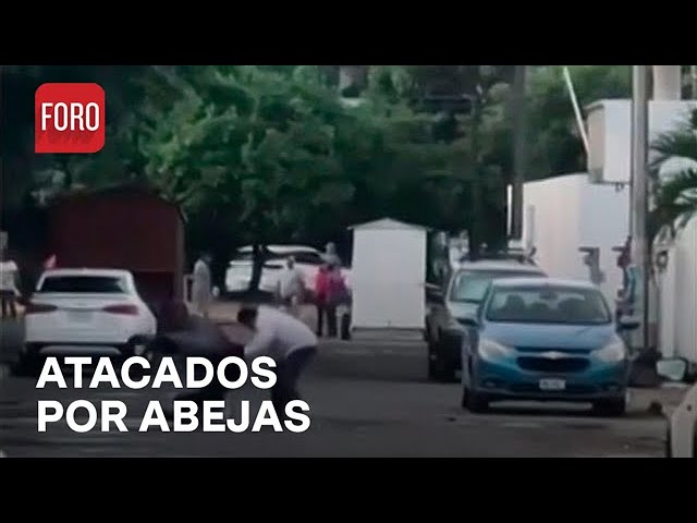 Hombre es atacado por abejas en Boca del Río, Veracruz - Las Noticias