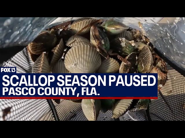 Florida pauses Pasco scallop season due to toxins