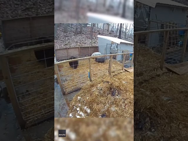 ⁣Brave pigs chase off intruder bear after it jumps fence into pen #Shorts
