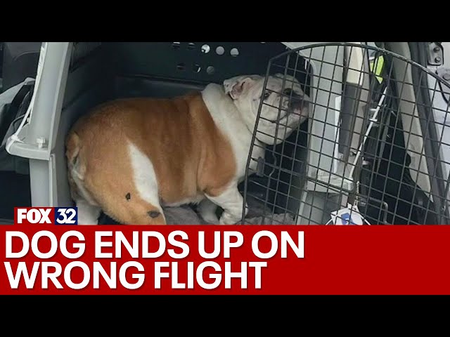 Across America: Dog ends up on wrong flight