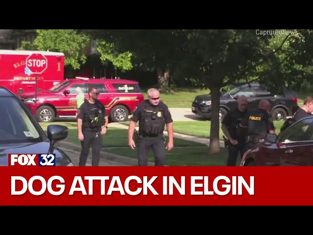 ⁣Dog fatally shot after attacking, injuring owners in Elgin: police