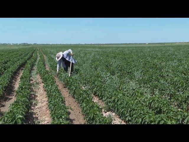 ⁣Аграрии Туркестанской области планируют собрать второй урожай