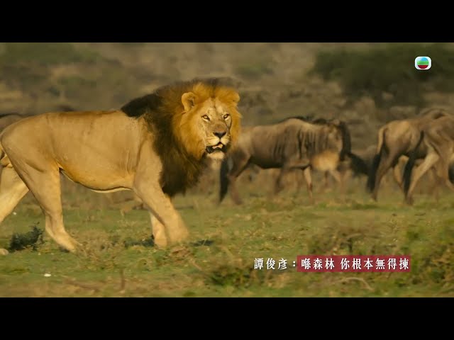 ⁣森林女王｜動物渡河遇凶險｜第10集預告｜《新聞女王》演員馬國明、譚俊彥、高海寧、何依婷、王敏奕、陳曉華廣東話粵語配音｜Serengeti 野生動物紀錄片｜TVB