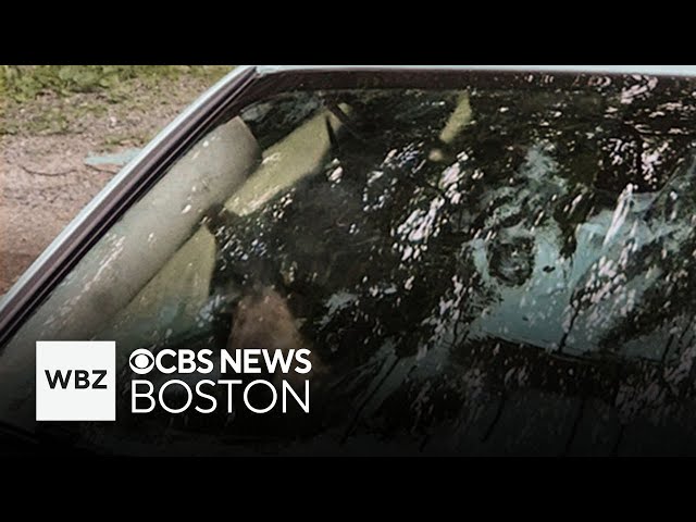 ⁣Bears shred inside of car in Connecticut after getting stuck