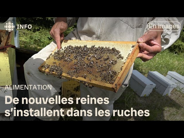 ⁣Les abeilles reprennent la production de miel