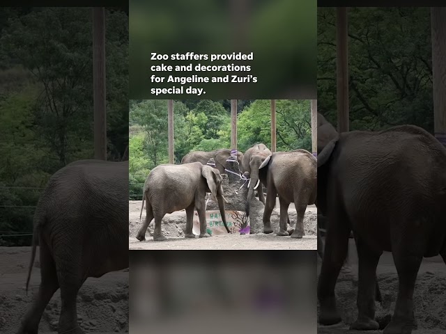 ⁣Watch as two Pittsburgh Zoo elephants celebrate their sweet 16