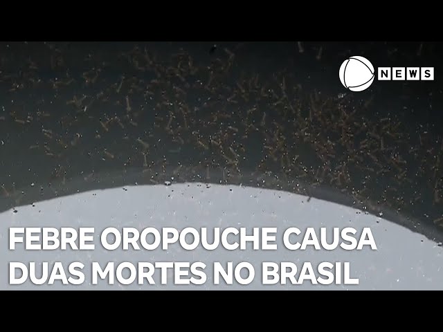 Ministério da Saúde confirma duas mortes por febre oropouche no Brasil
