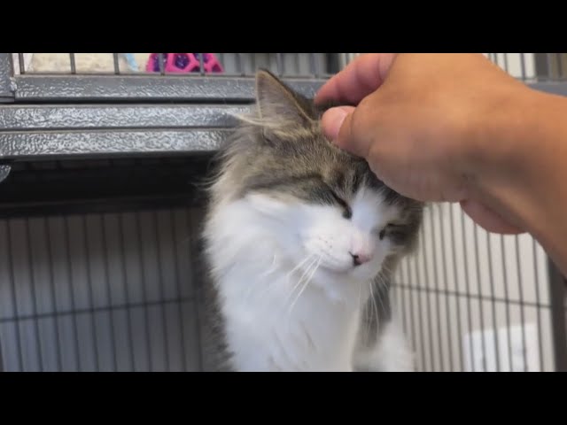 ⁣Metro Detroit animal rescue overwhelmed with pets, seeking homes