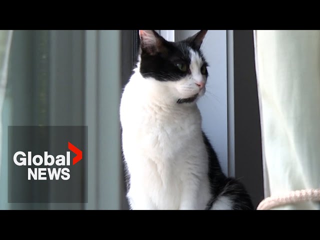 ⁣Cat reunited with family 8 years after she went missing