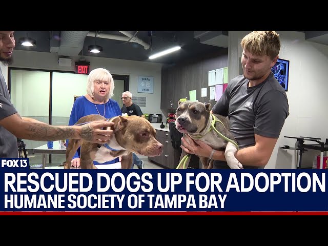 ⁣Dogs rescued from fighting up for adoption