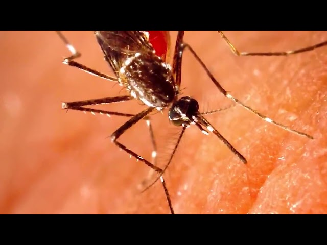 Region Put On High Alert Amid Increase In Mosquito-Borne Illnesses