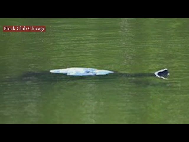 'Mysterious' creature emerges in Lincoln Park's North Pond