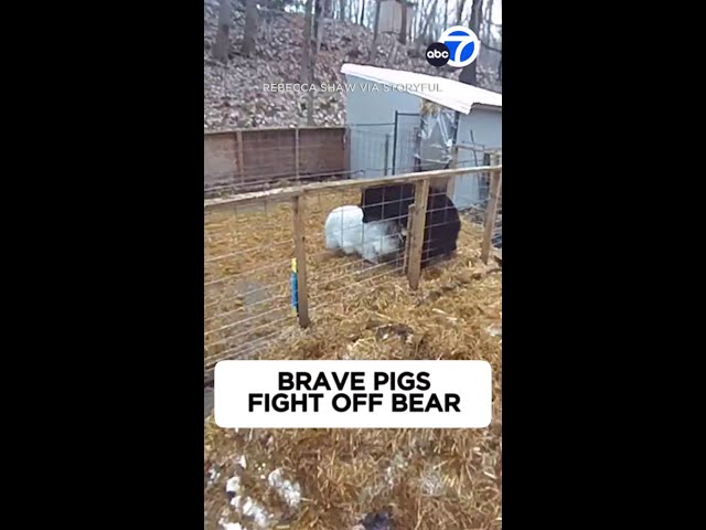 ⁣Brave pigs fight off bear!