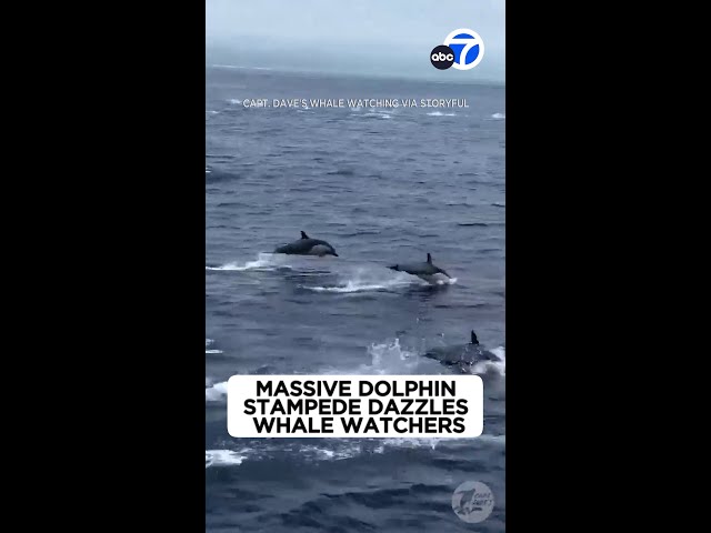 ⁣Massive dolphin stampede dazzles whale watchers