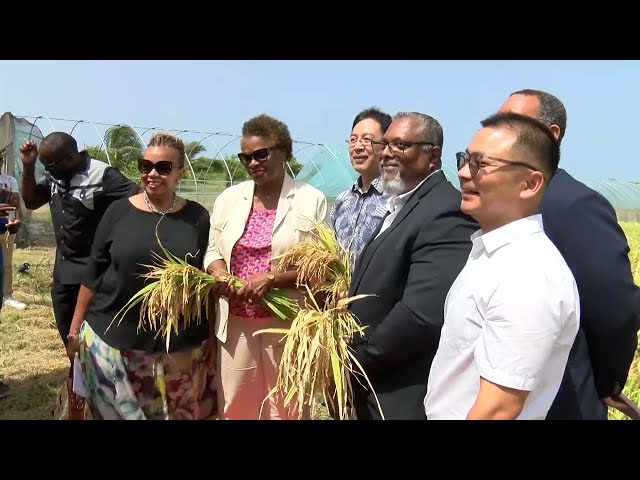 Plans to ramp up rice production