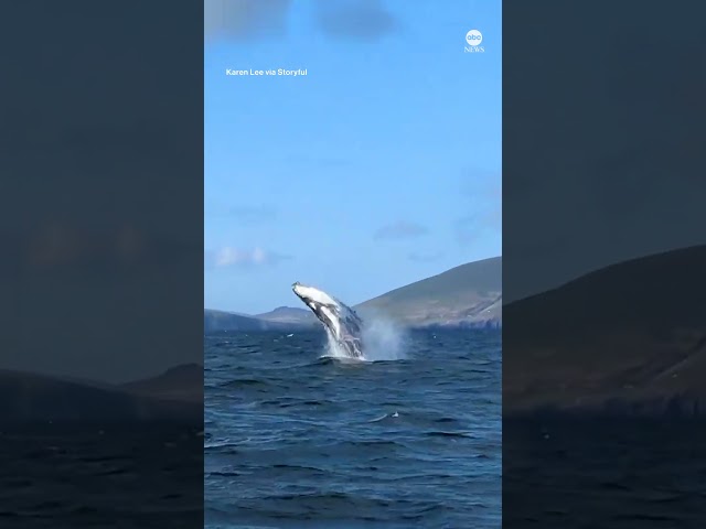 ⁣Breaching whale thrills spectators in Ireland