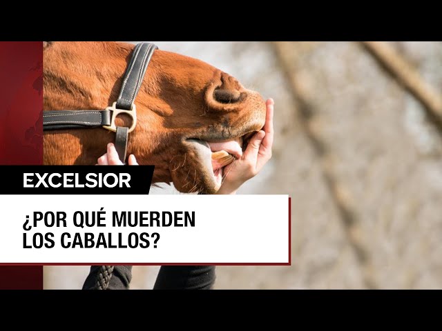 Mordidas de caballo son dolorosas y también letales