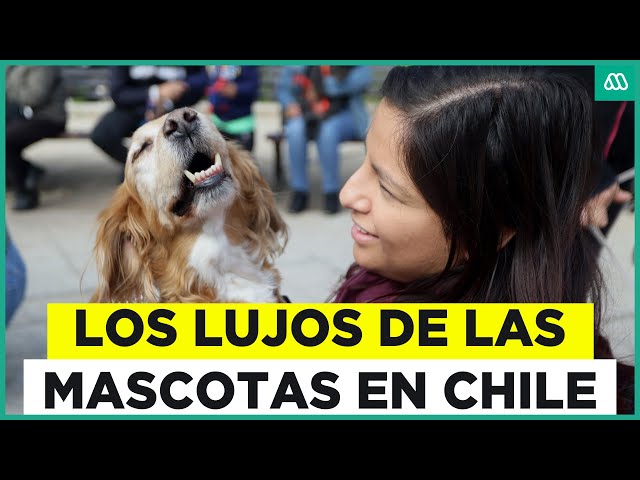 Chile Oculto | La nueva vida de lujo de las mascotas