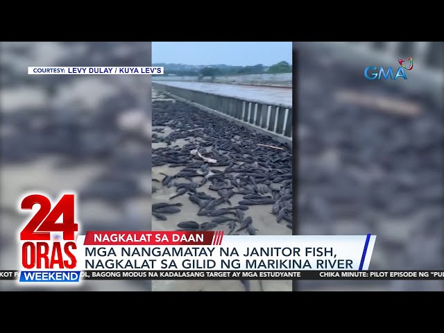 ⁣Mga nangamatay na janitor fish, nagkalat sa gilid ng Marikina River | 24 Oras Weekend