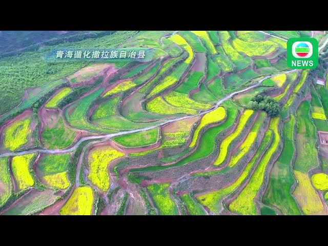 香港无綫︱2024年7月28日｜[MTV]青海千亩油菜花盛开 风景如画︱两岸新闻｜TVB News