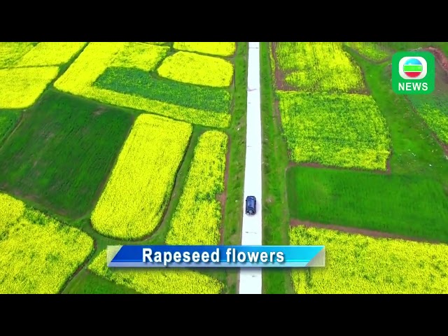 TVB News｜28 July 2024│Beautiful rapeseed flowers in Qinghai