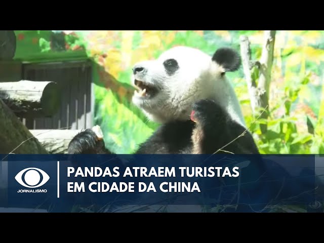 Conheça a cidade dos pandas gigantes na China