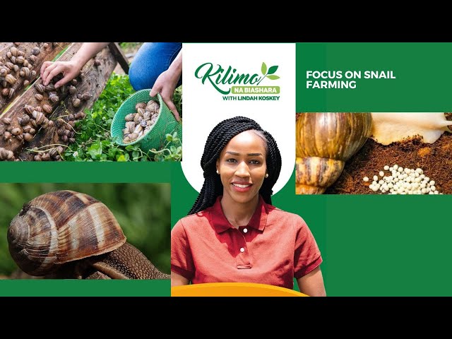 ⁣Focus On Snail Farming  | Kilimo na Biashara