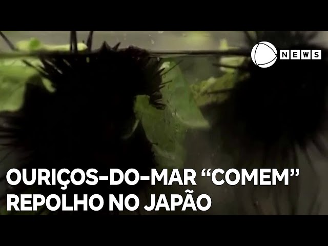 Ouriços-do-mar são alimentados com repolho no Japão