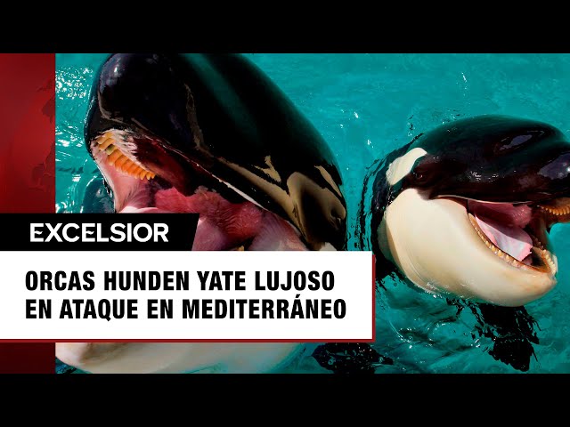 ⁣Orcas hunden lujoso yate en medio de aterrador ataque en el Mediterráneo