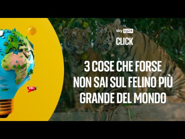 ⁣Giornata mondiale della tigre, 3 cose che forse non sai