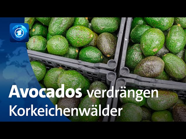 Portugal: Avocados statt alter Korkeichenwälder