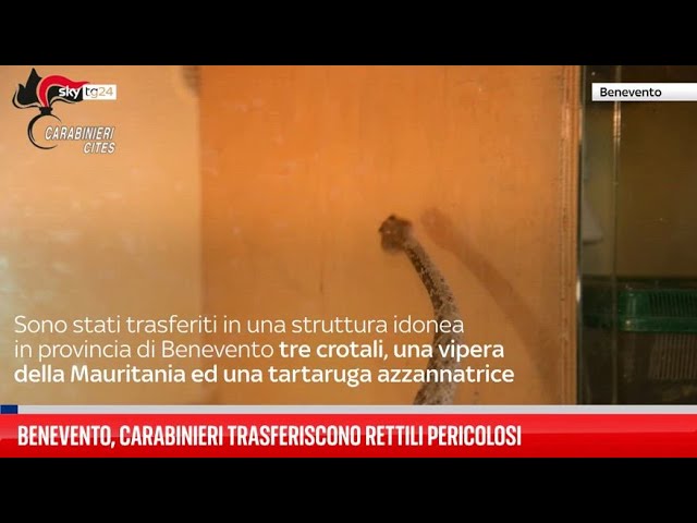 ⁣Carabinieri trasferiscono rettili pericolosi a Benevento