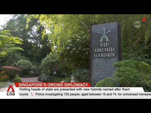 Singapore's orchid diplomacy: Book features stories behind 60 hybrids named after world leaders