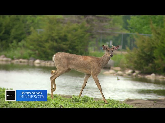 ⁣Community rallied to save deer sanctuary